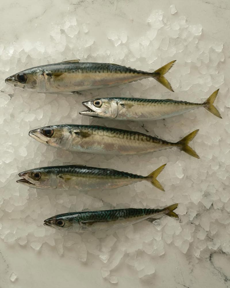 Book How to Cook the Finest Things in the Sea by Ari Kolender