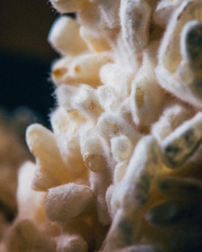 The Fermentation Kitchen Book by Sam Cooper