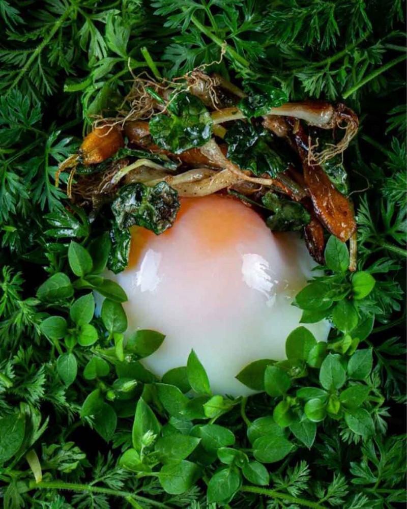Libro Silvestre de Basque Culinary Center sobre plantas y hierbas silvestres