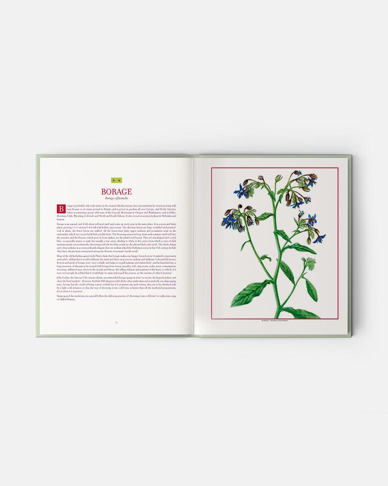 Edible Wild Plants and Herbs book: A compendium of recipes and remedies, Books for Chefs