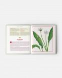 Edible Wild Plants and Herbs book: A compendium of recipes and remedies, Books for Chefs